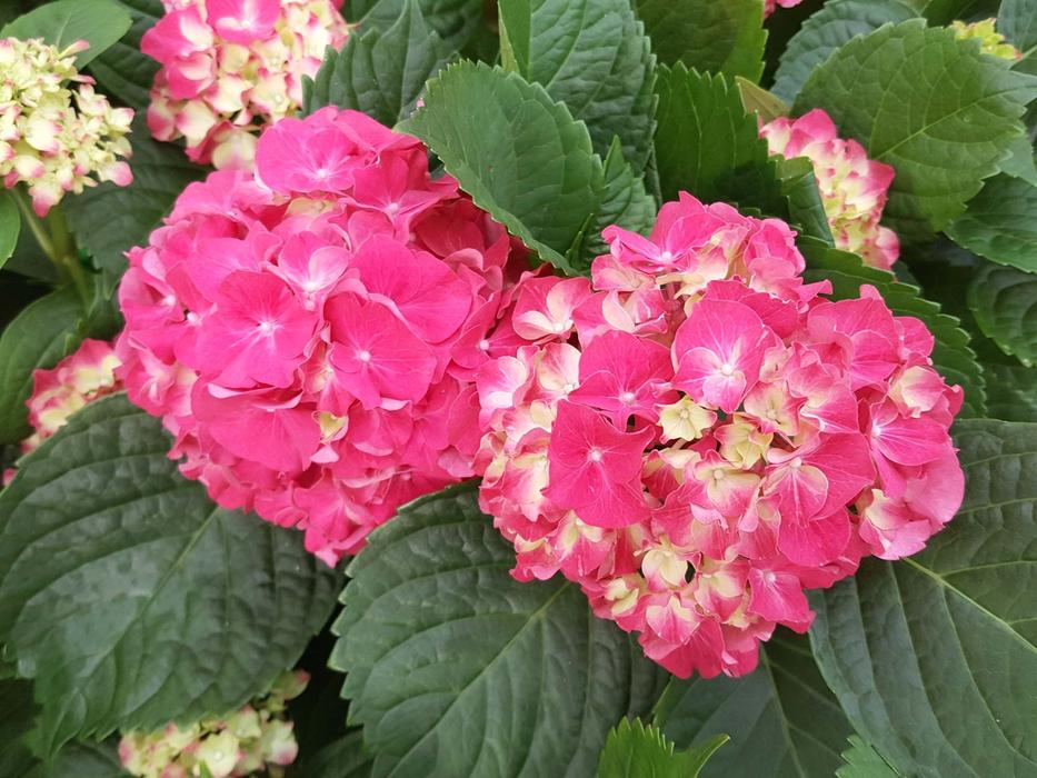 Nature Flowers Plants