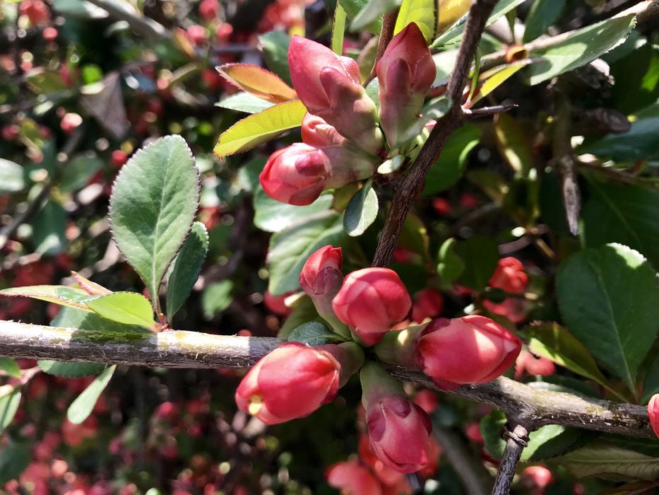 Nature Buds Garden