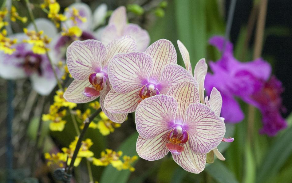 exotic beautiful flowers