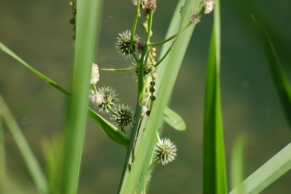 Green Grass Nature