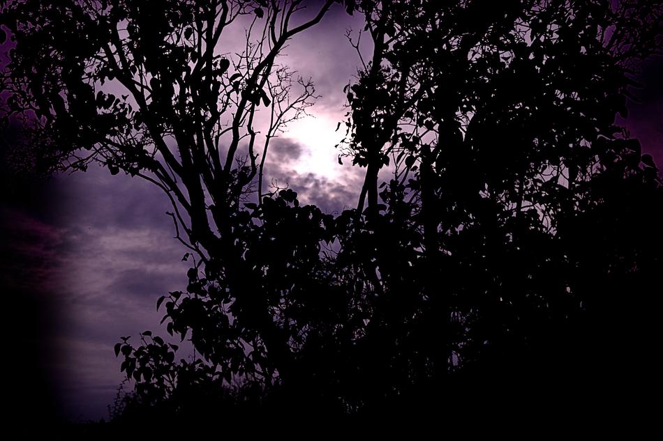 Tree Nature Dawn