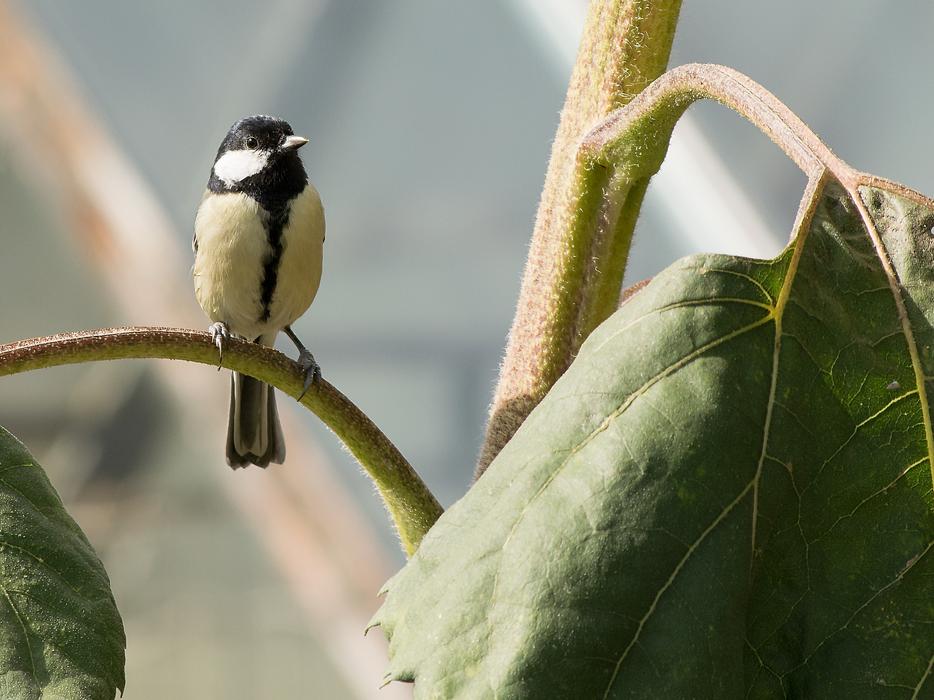 Tit Nature Bird Animal