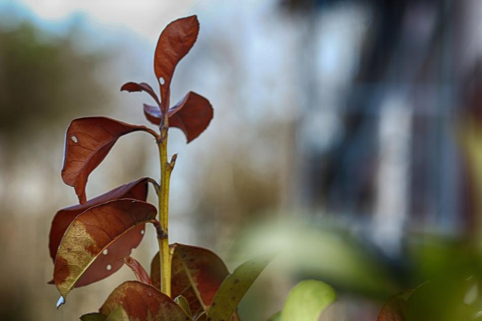 Leaf Nature Flora