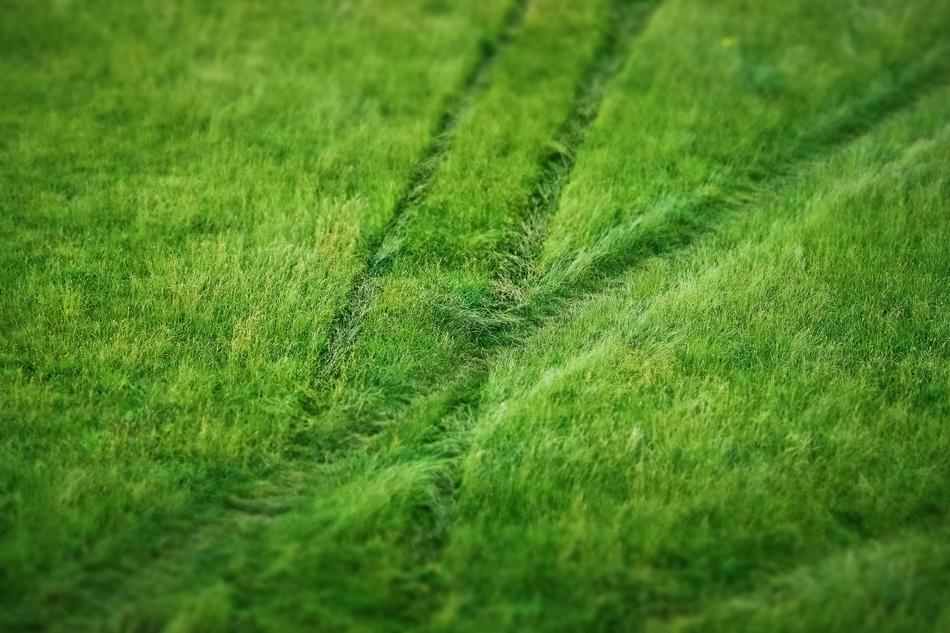 Grass Meadow Nature