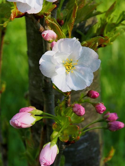 Flower Nature Plant