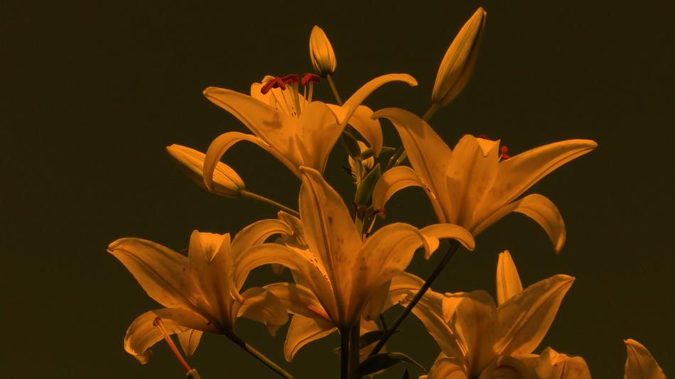 lilies orange landscape is beautiful