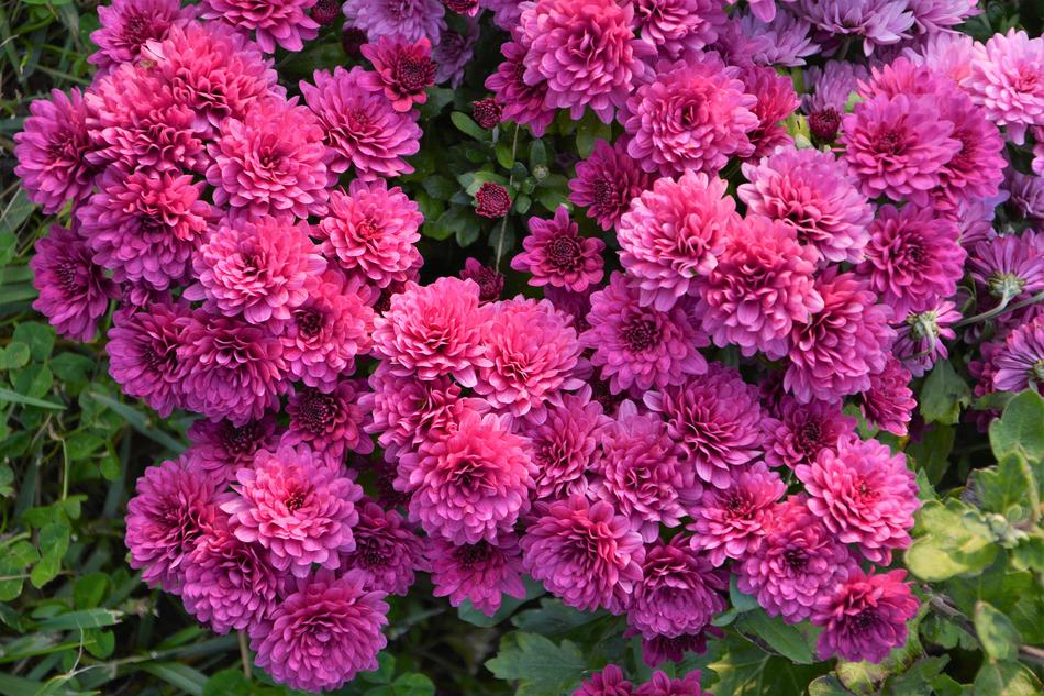 Flower Chichewa Live Vivid Color