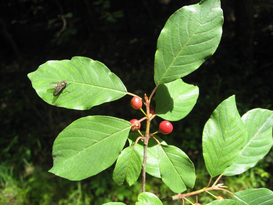 Leaf Nature Plant
