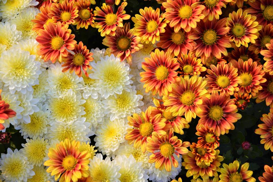 Flower Chichewa Live Vivid Color