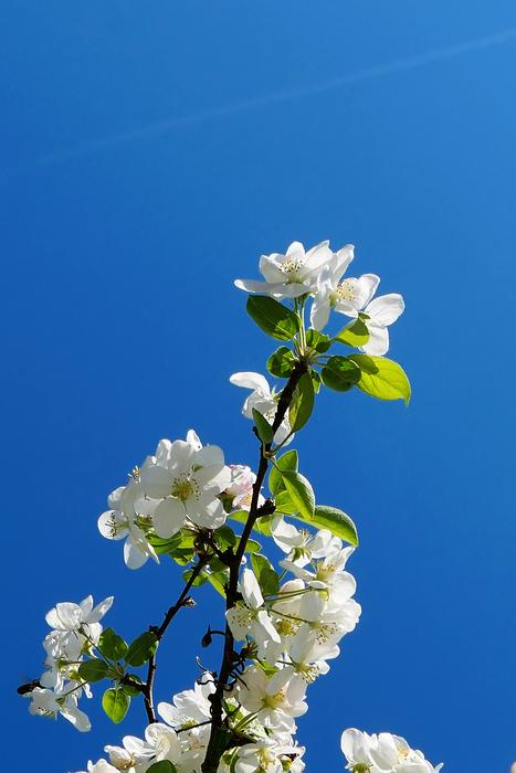 Flower Branch Plant