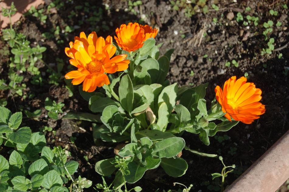 Flower Nature Plant