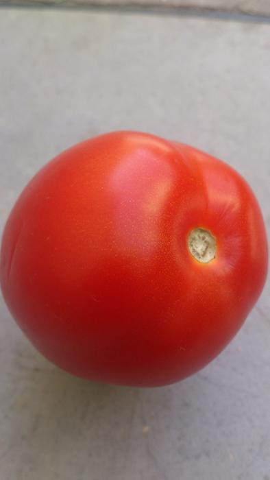 lonely tasty tomato