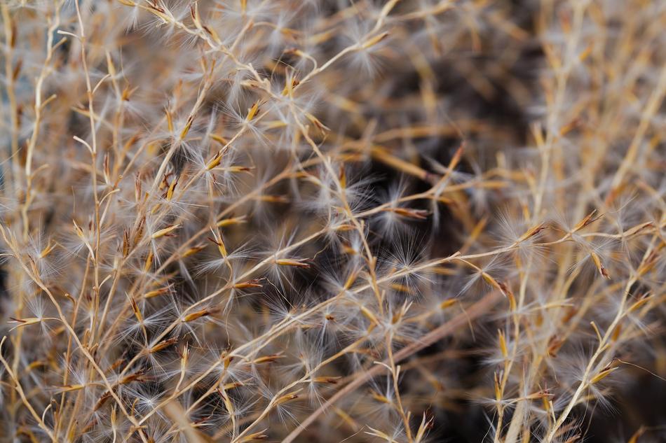 background flowers fluffy seeds