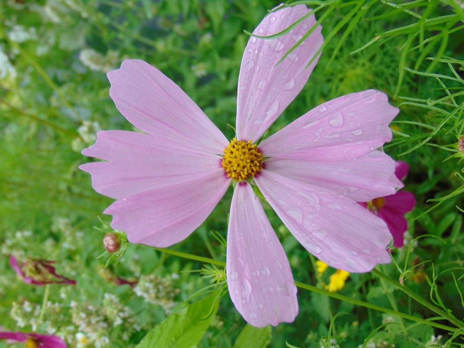 After The Rain Wet Flower Nature