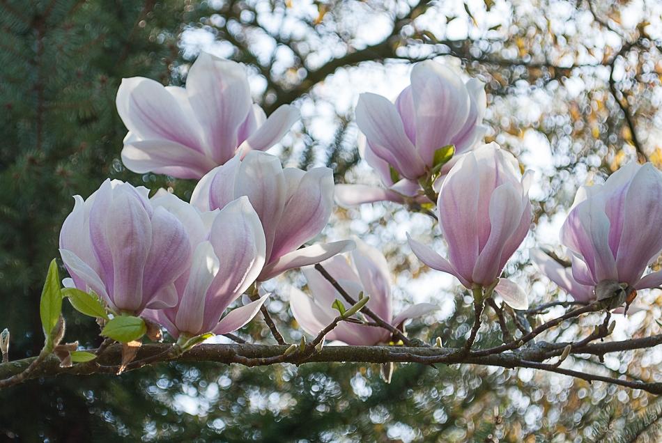 Magnolia Blossom Plant Nature