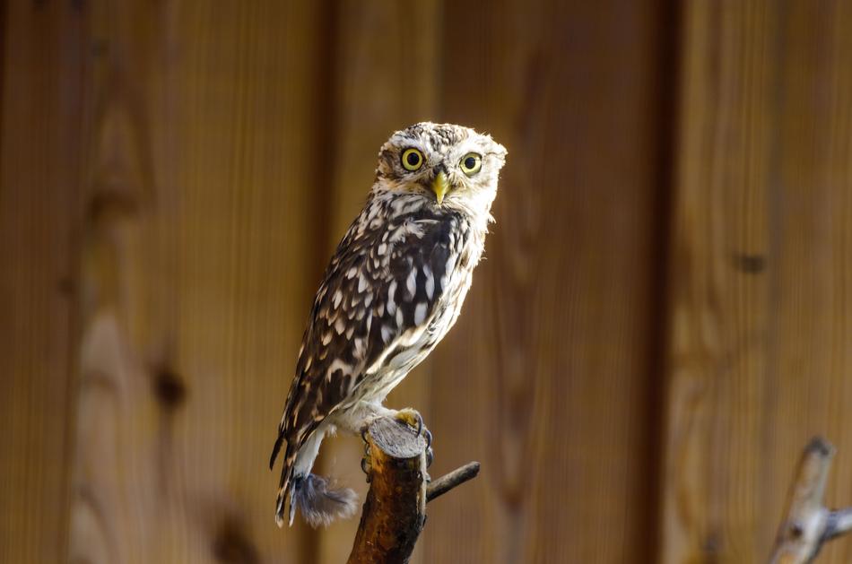 Little owl on a stick