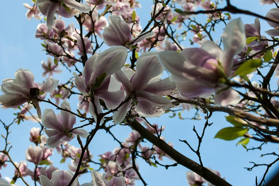 Magnolia Blossom Plant Nature