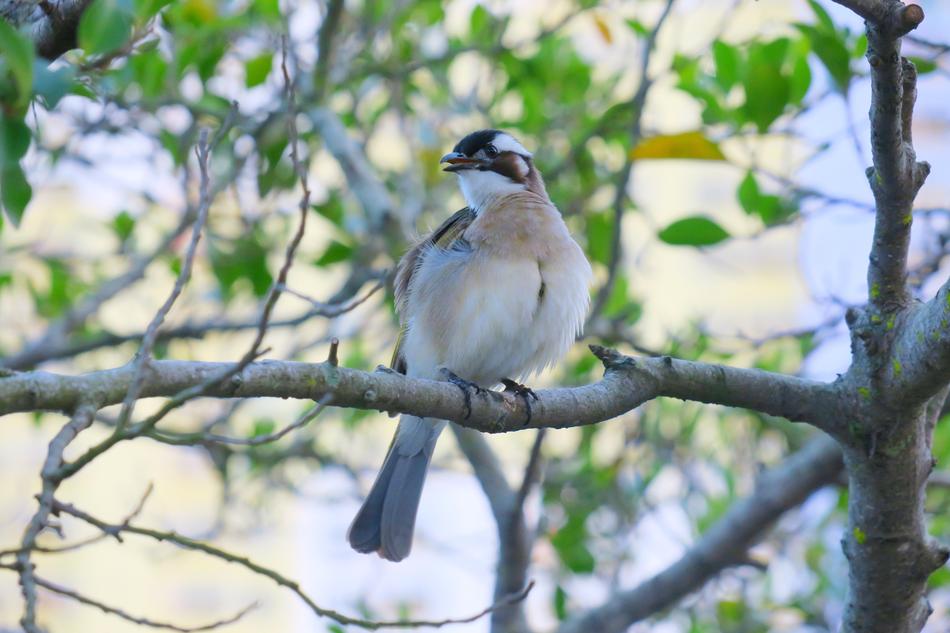 White-Headed Bulbul Nature Bird