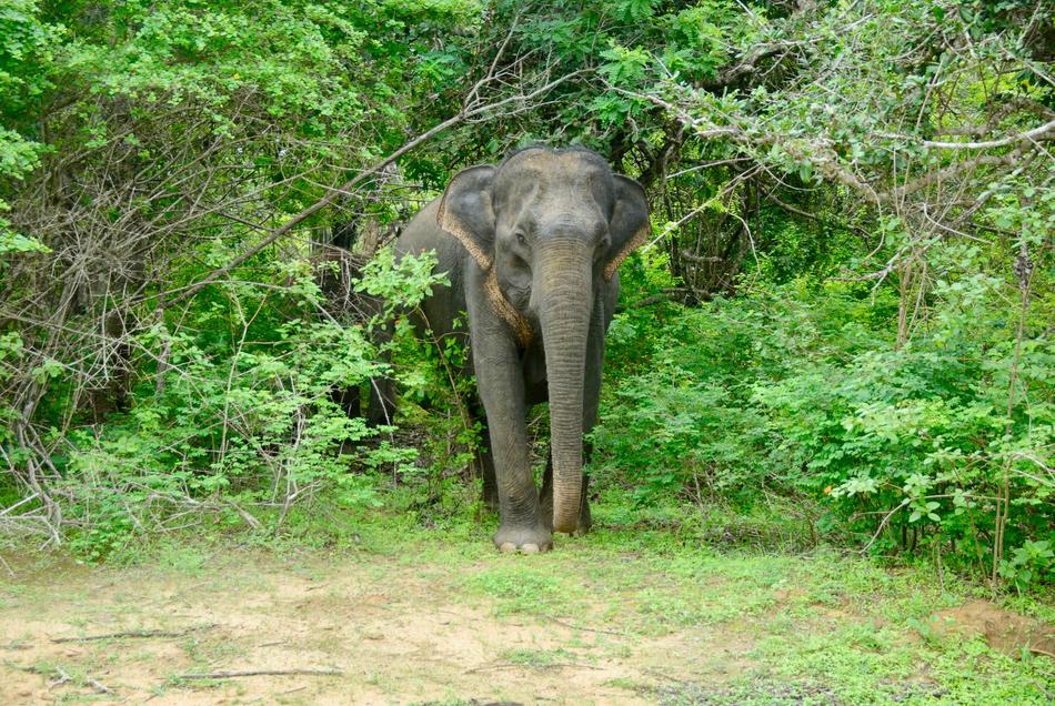 Nature Jungle Elephant Wild