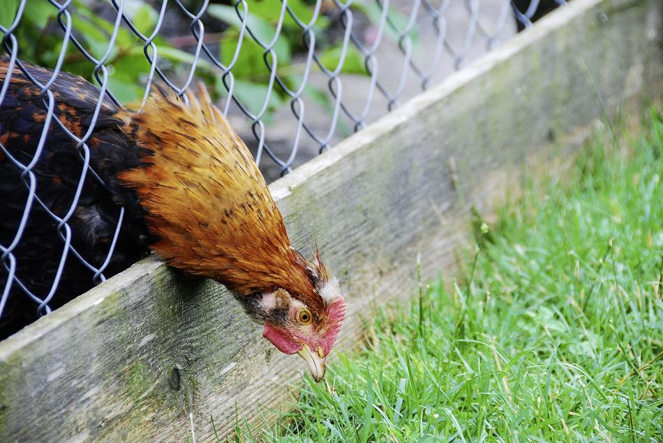 Chicken stick out head through wire fence