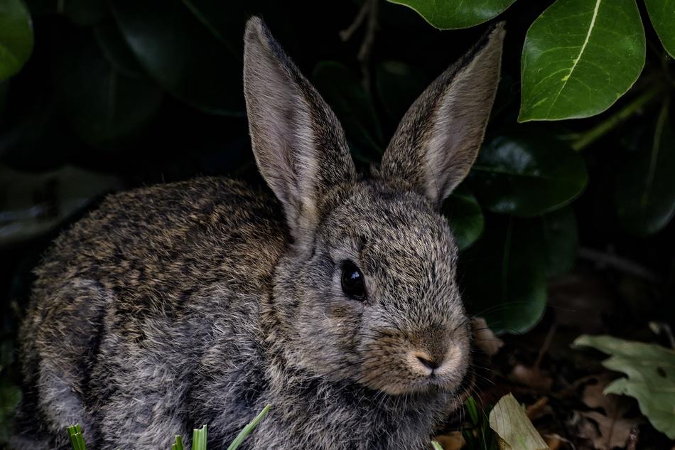 Rabbit Bunny Hare