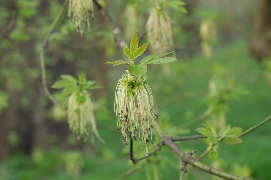 Nature Leaf Plant