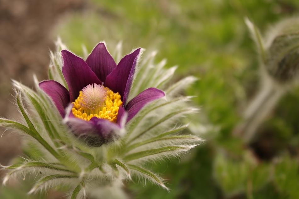 Nature Flower Plant