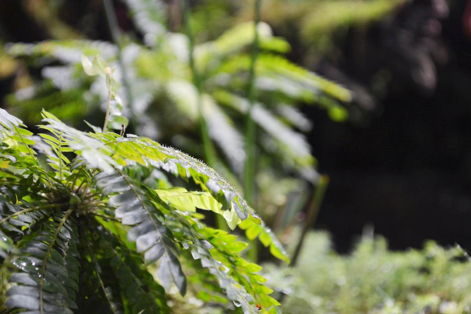 Nature Sheet Plant