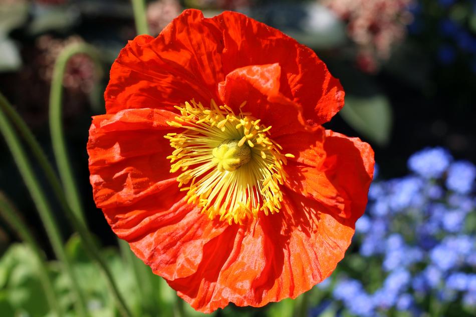 Poppy Flower Spring