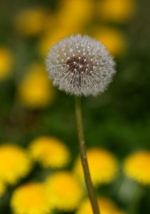 Dandelion Down Yellow