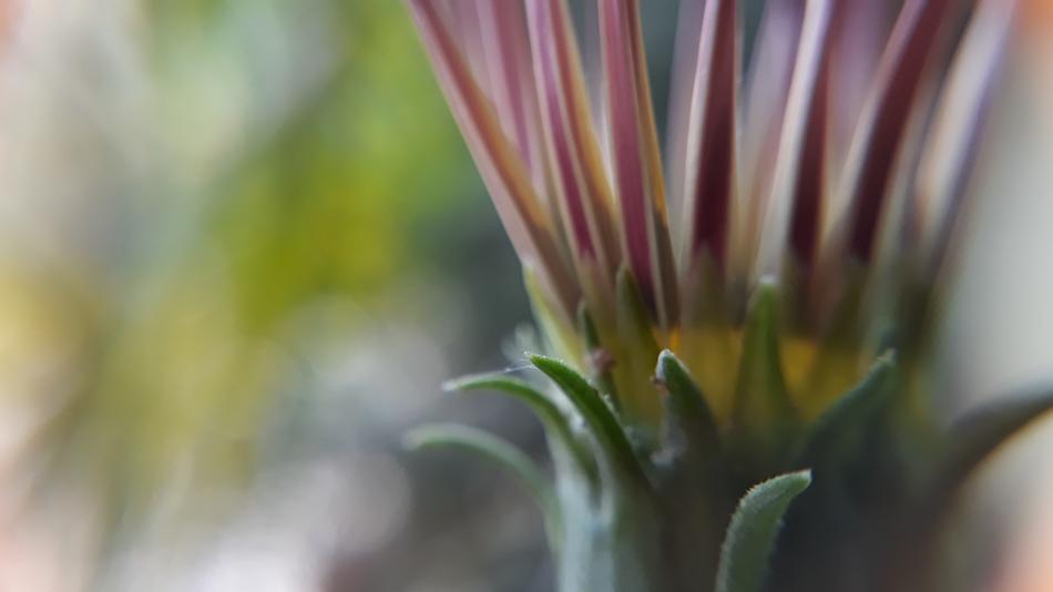 Nature Flower Flora