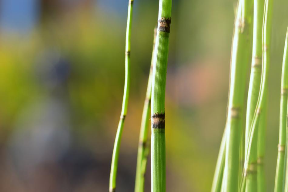 Pond Plant Nature
