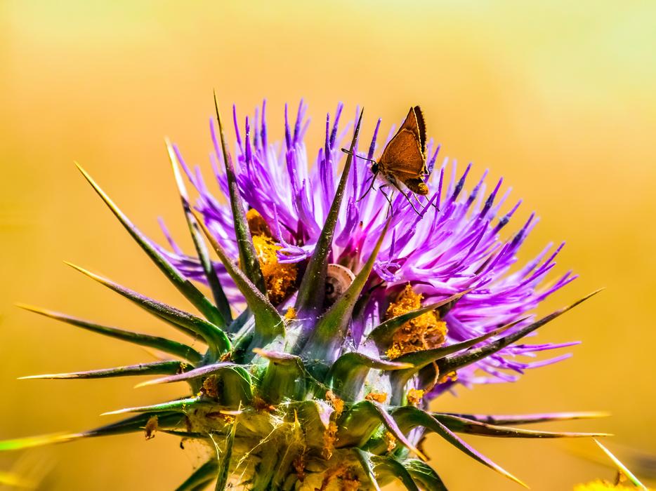 Nature Flora Flower