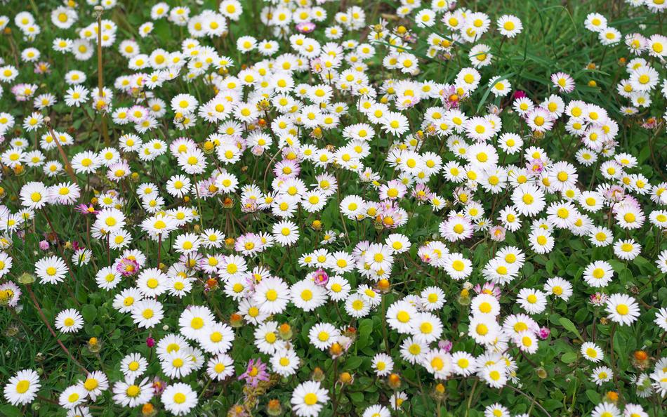 Nature Flowers