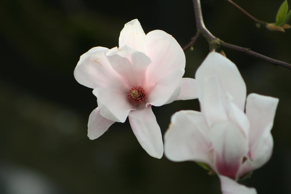 Flower Plant Nature