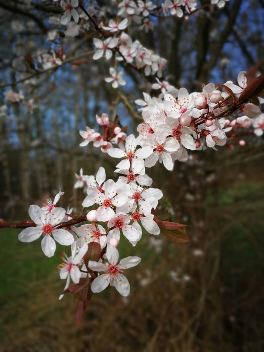 Tree Flower Season