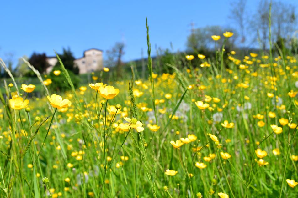 The Hay Field Nature