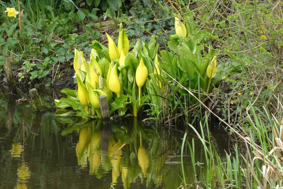 The landscape is beautiful spring lake