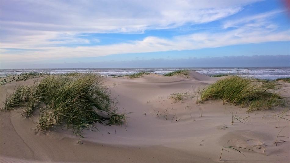 beach by the sea with plants