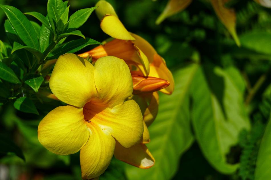 Leaf Nature Plant