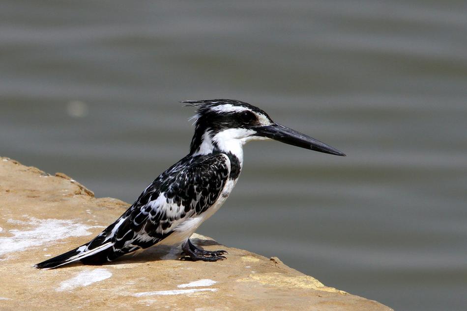 Birds Wildlife Nature Body Of