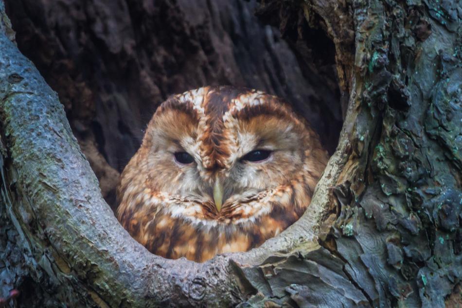 Nature Wildlife Birds