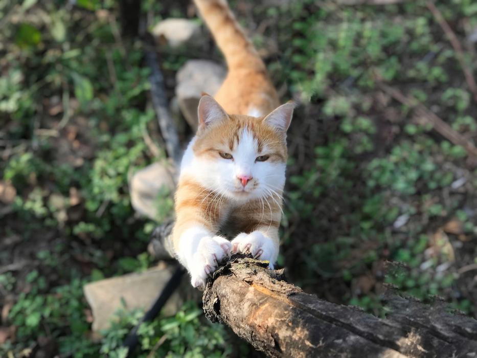 Nature Animals Cute