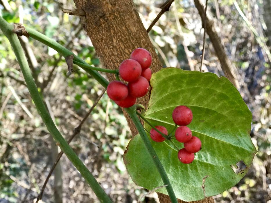 Nature Leaves Tree