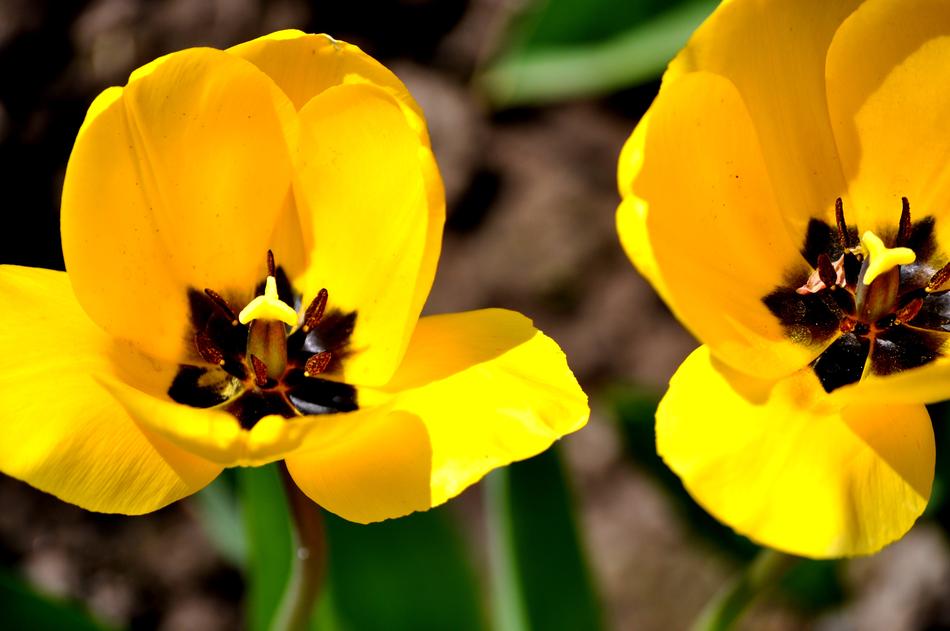 two macro flowers
