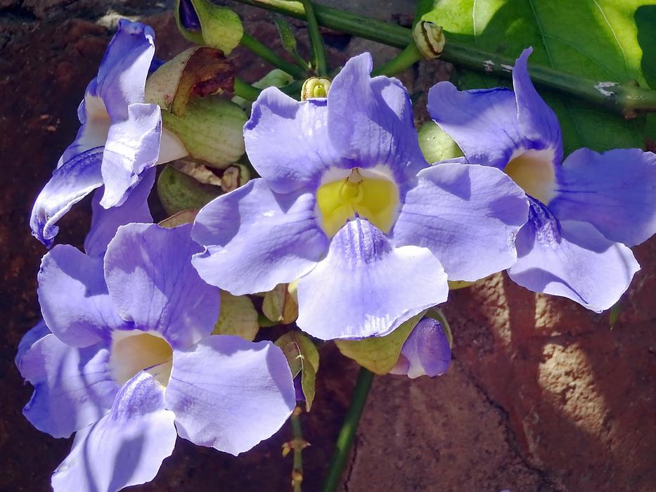 Thunbergia Gandiflora