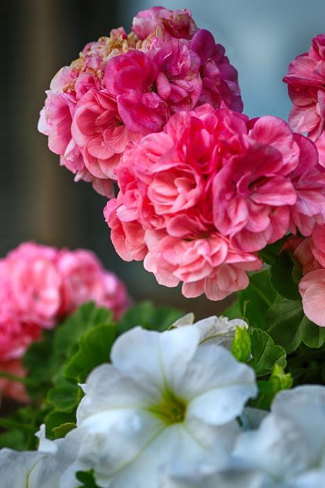 Flower Garden Summer