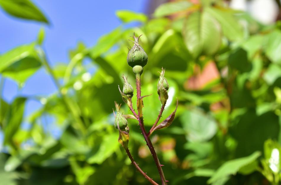 Leaf Plant Nature