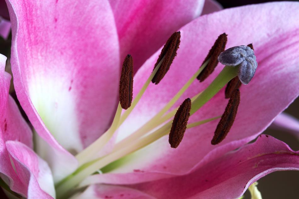 Close Up Pink Flower