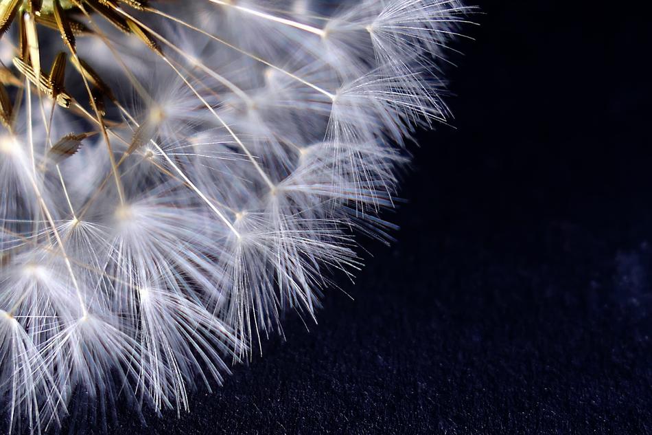 dandelion macro dark